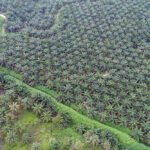 Harga Kelapa Sawit di Riau Anjlok hingga Rp3.363,58 per Kg