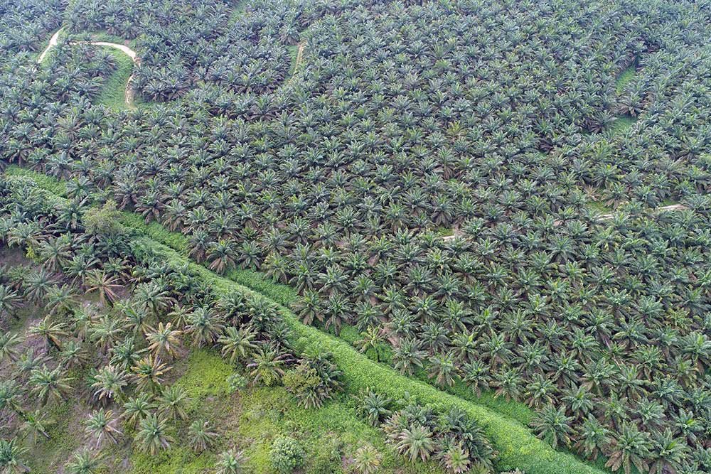 Harga Kelapa Sawit di Riau Anjlok hingga Rp3.363,58 per Kg